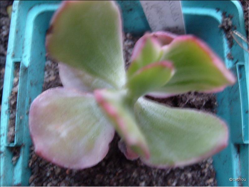variegata tricolor