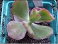 variegata tricolor