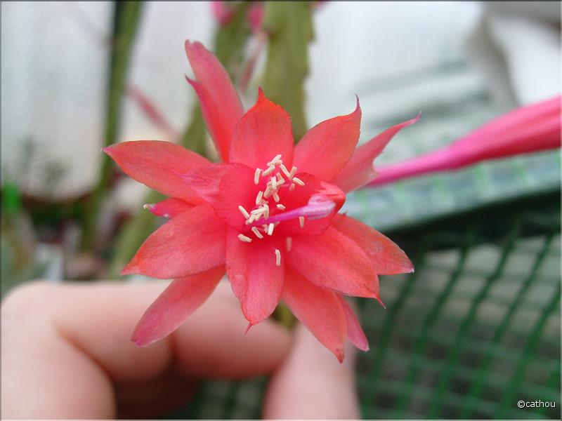 aporocactus melanie