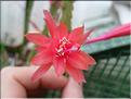 aporocactus melanie