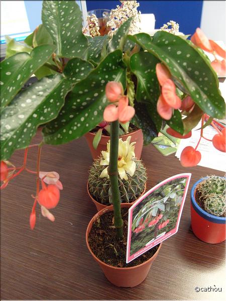 begonia tige