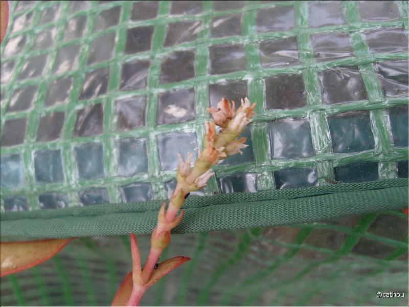 crassula campfire
