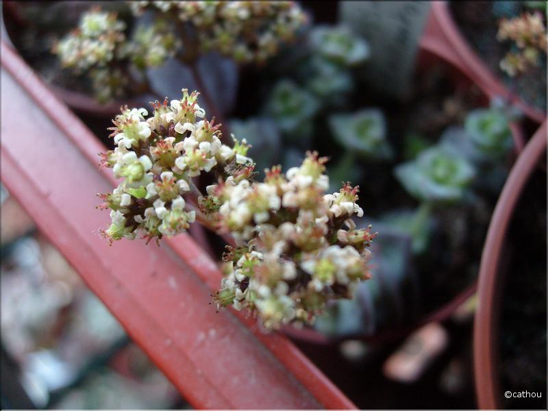 crassula hottentot