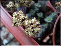 crassula hottentot