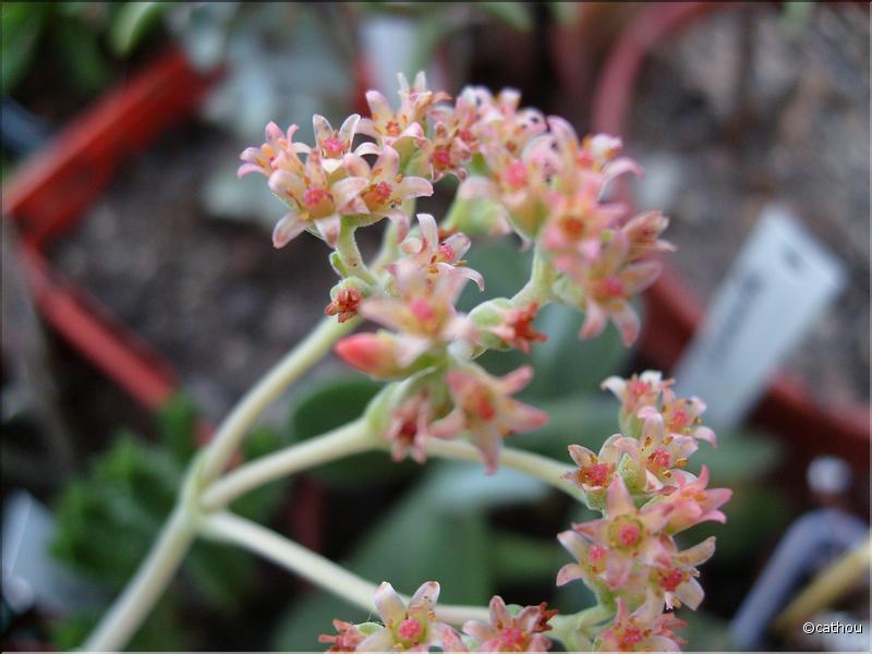 crassula moon glow
