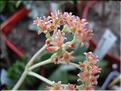 crassula moon glow