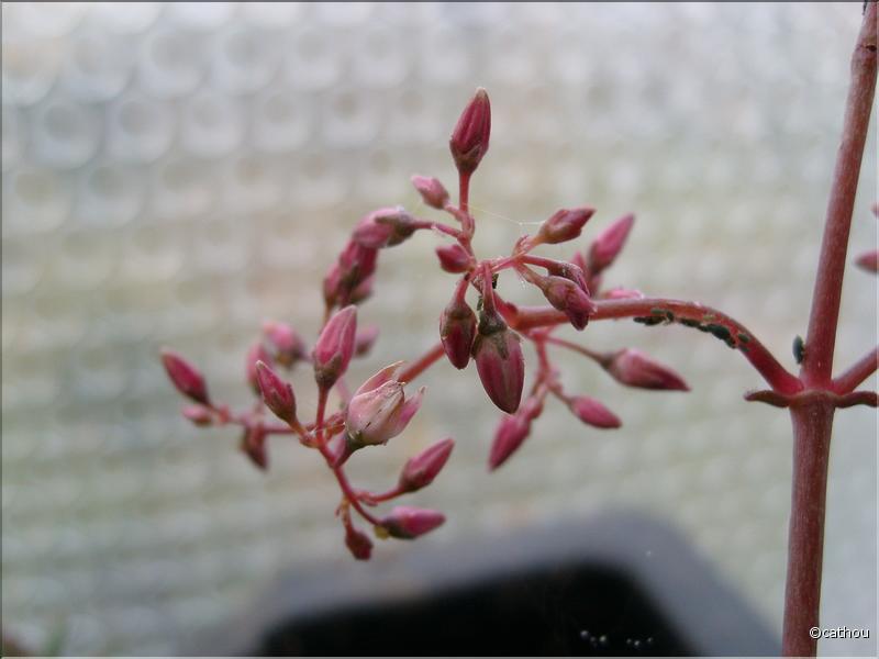 crassula multicava