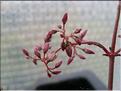 crassula multicava