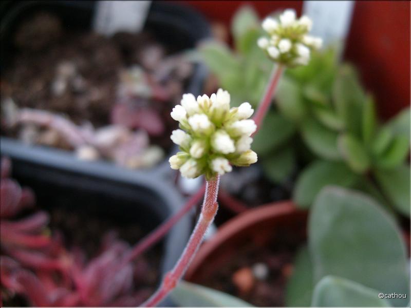 crassula pubescens
