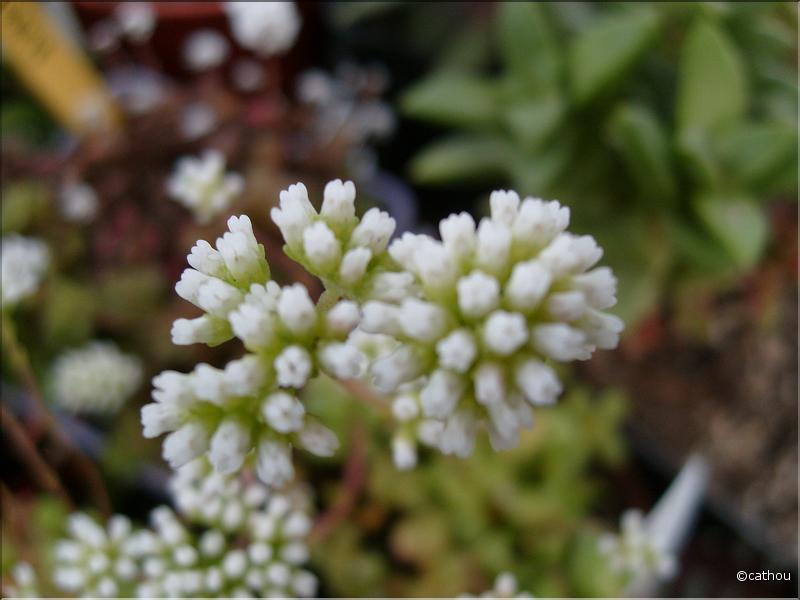 crassula radicans