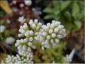 crassula radicans