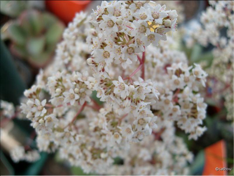 crassula rosularis