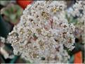 crassula rosularis
