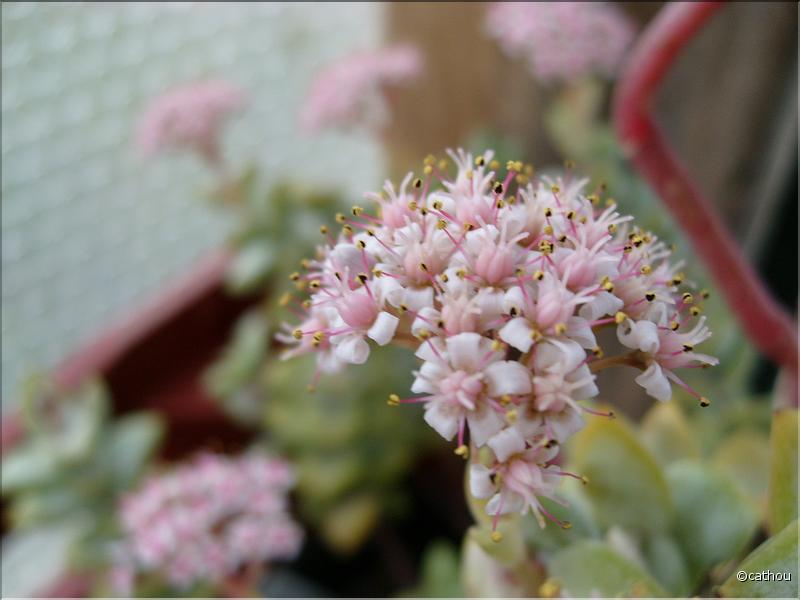 crassula rupestris