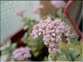 crassula rupestris