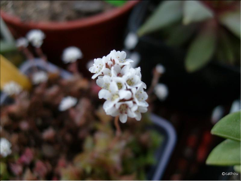 crassula socialis