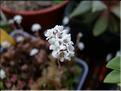 crassula socialis