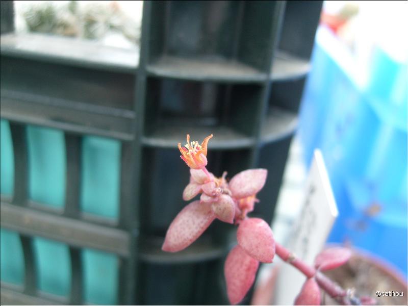 crassula volkensi