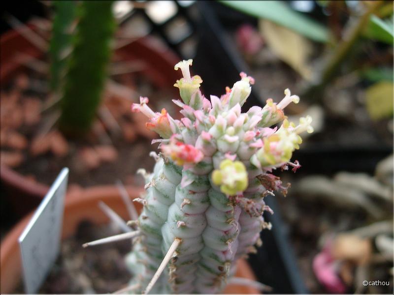 E.mammilaris variegata
