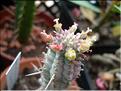 E.mammilaris variegata