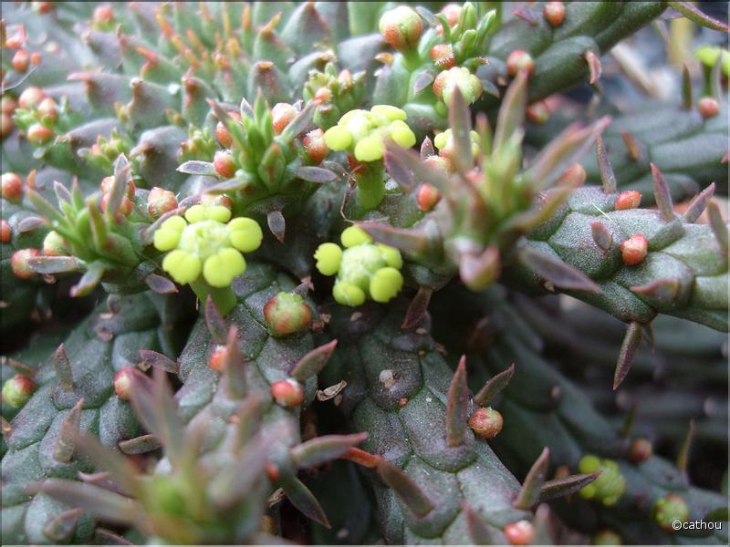 E.medusa