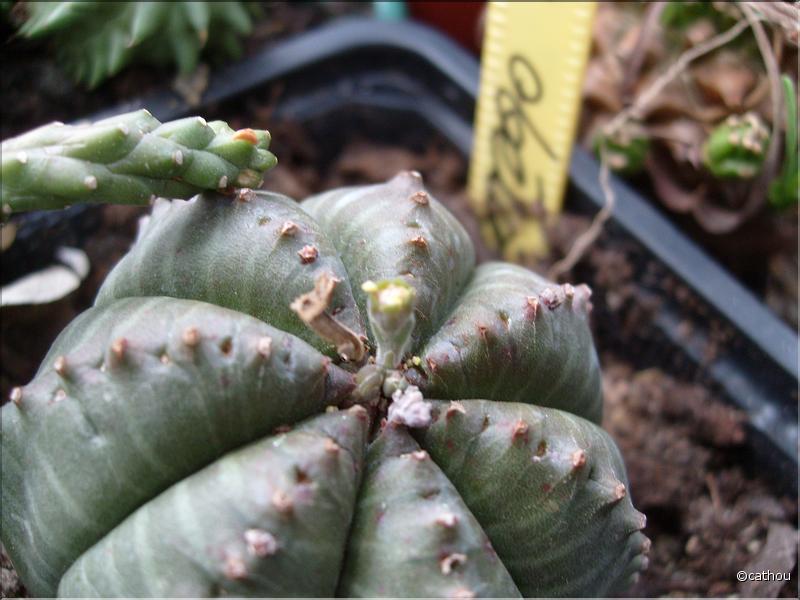 E.obesa
