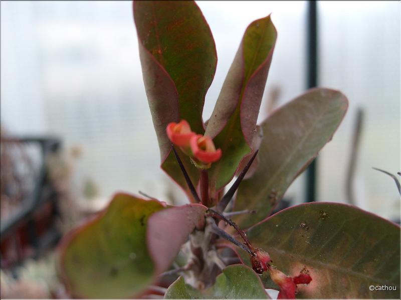 E.splendens