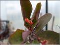 E.splendens