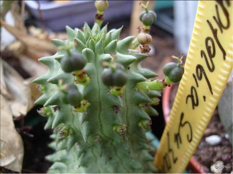 E.suzanae