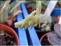 echeveria 1