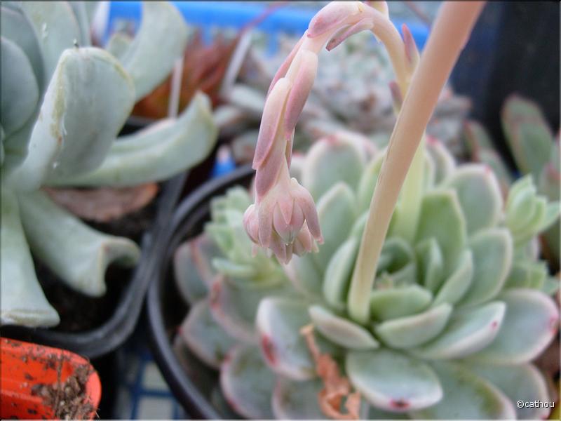echeveria 2