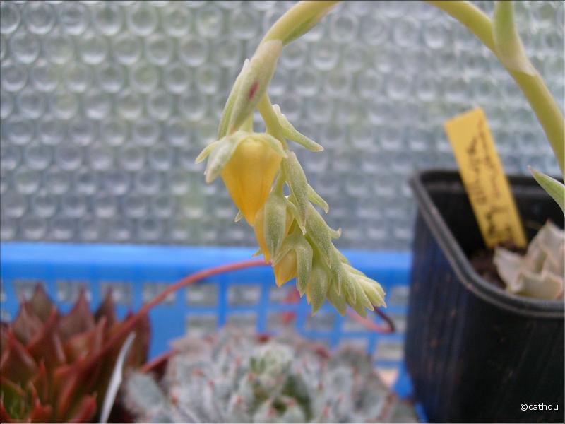 echeveria 3