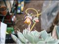 echeveria mexicensis