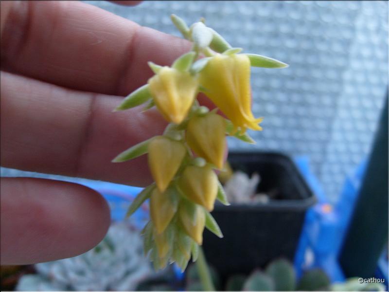 echeveria