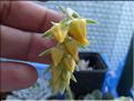 echeveria