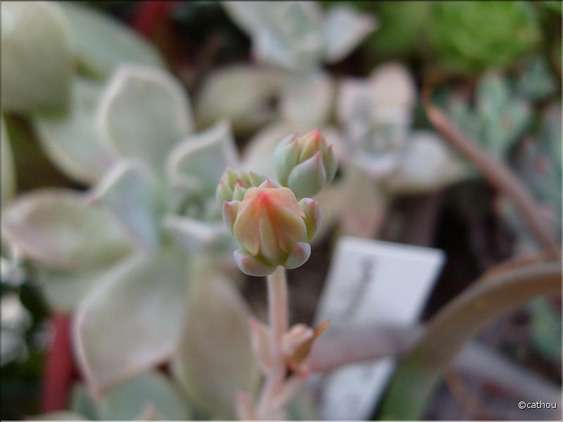 graptopetalum titulans