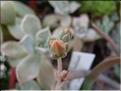 graptopetalum titulans