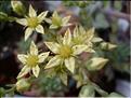 graptosedum