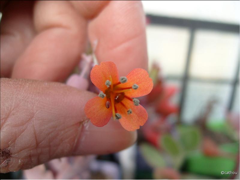 kalanchoe fedchenkoi 1