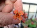 kalanchoe fedchenkoi 1