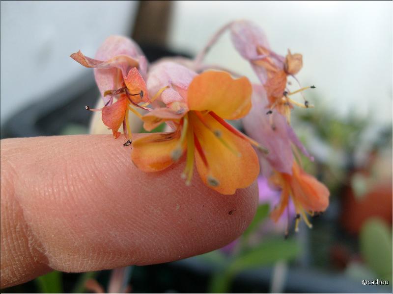 kalanchoe fedchenkoi 2