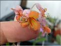 kalanchoe fedchenkoi 2