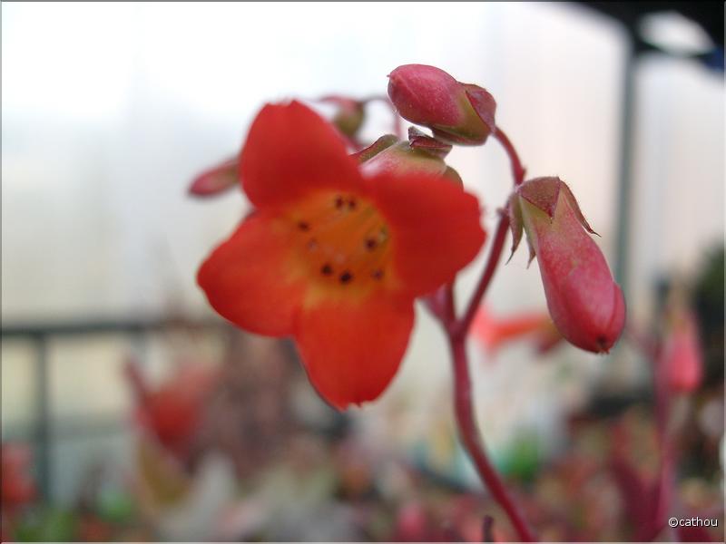 kalanchoe mirabella