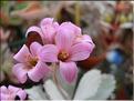 kalanchoe pumila