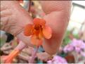 kalanchoe serrata