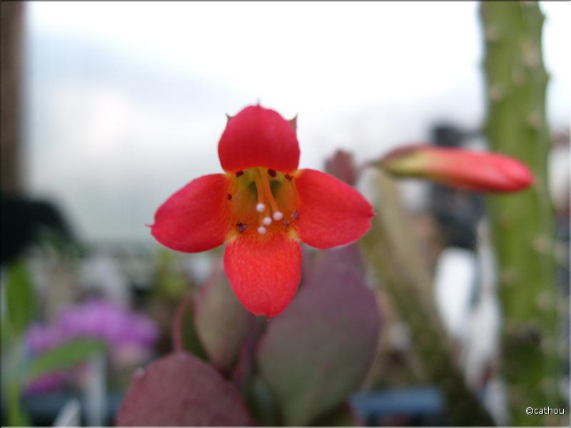 kalanchoe