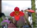 kalanchoe