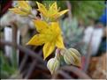 sedeveria H;butterfield