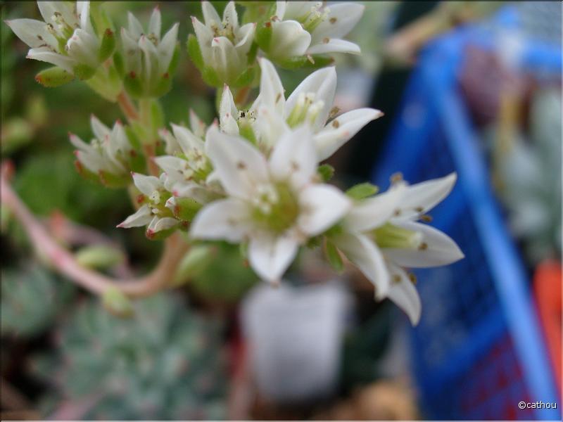 sedeveria laetizia