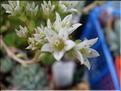 sedeveria laetizia